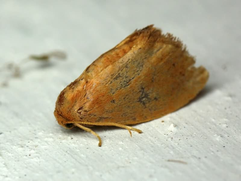 Heterogenea asella (Denis & Schiffermüller, 1775)